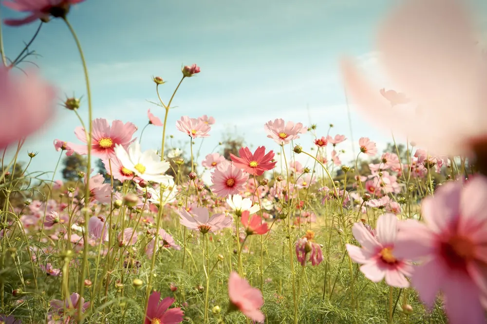 champs-de-fleurs