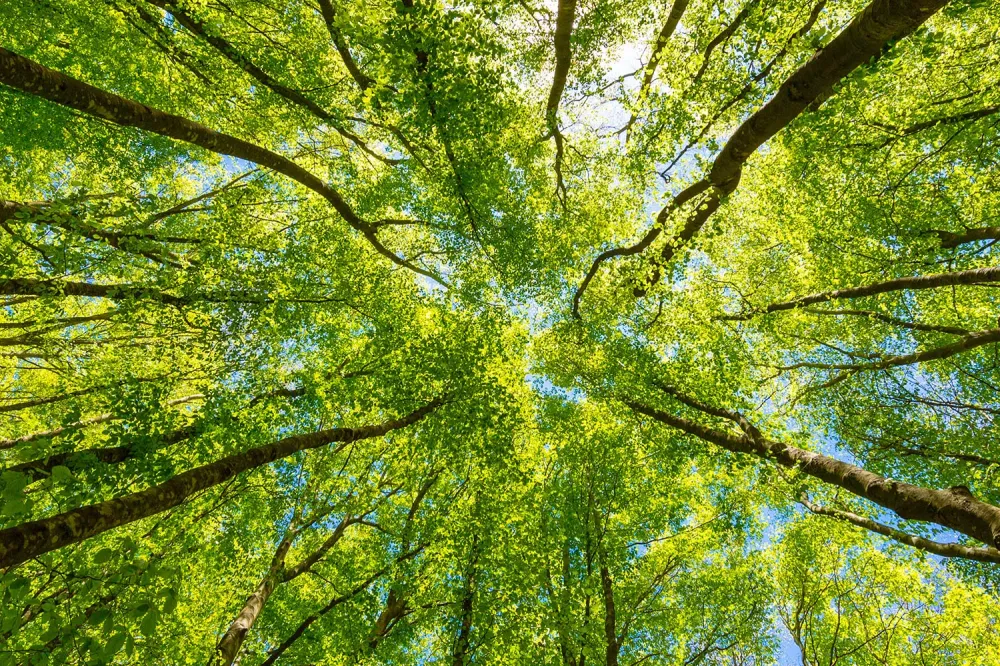 environnement-ecologie-arbres